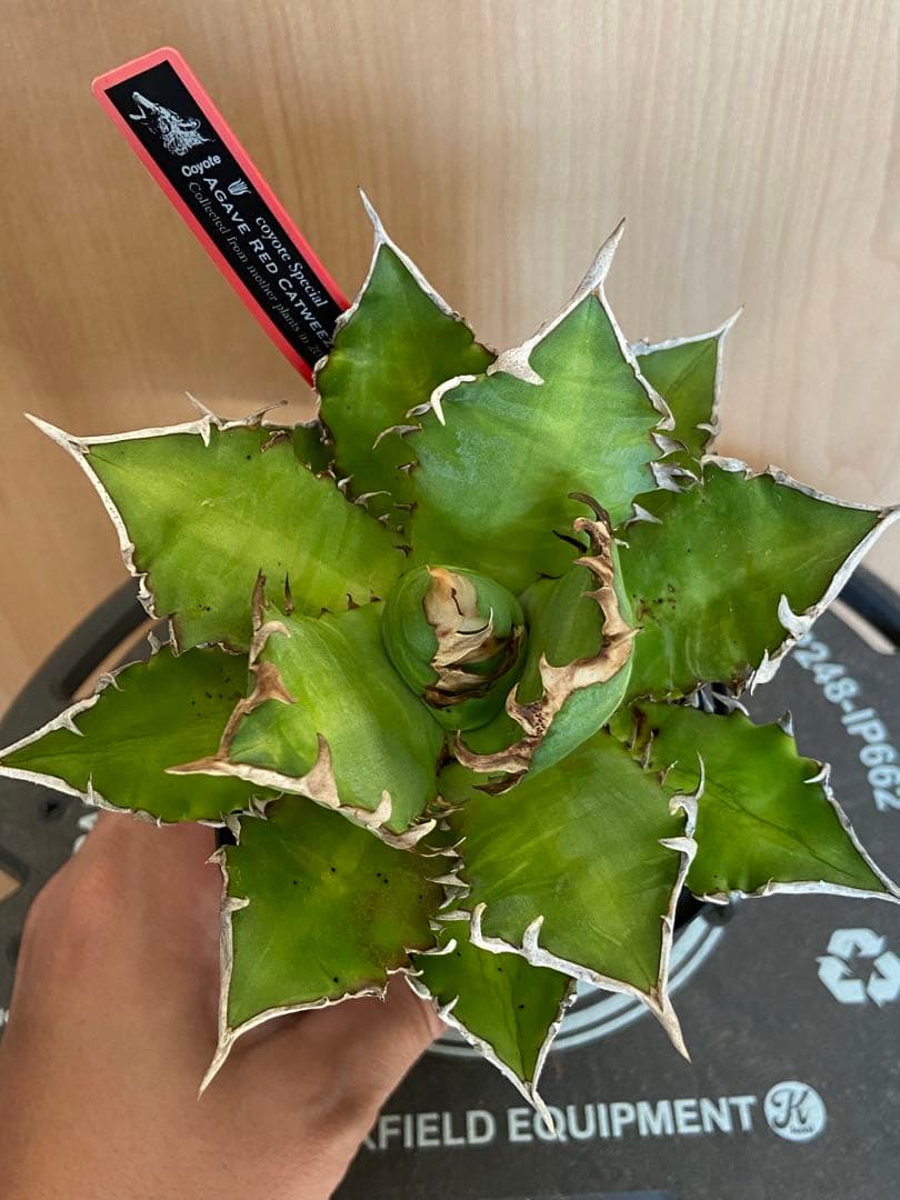 レッドキャットウィーズル　coyote アガベ　チタノタ　ゴリ猫