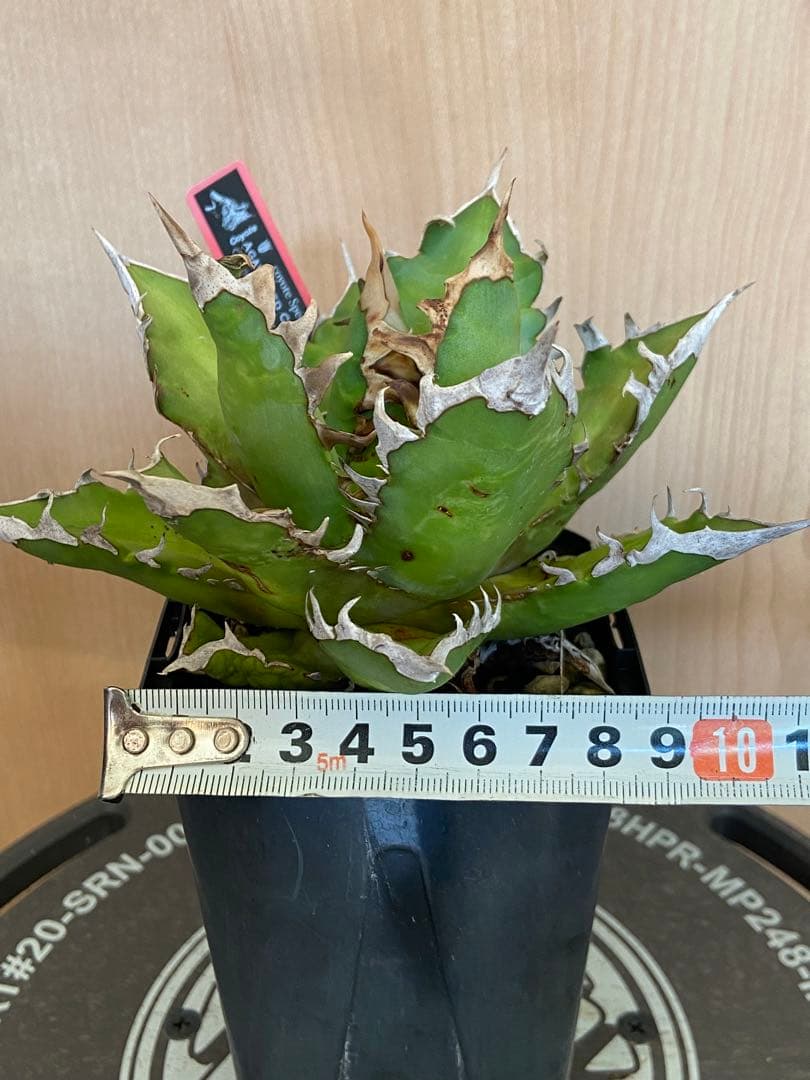 レッドキャットウィーズル　coyote アガベ　チタノタ　ゴリ猫