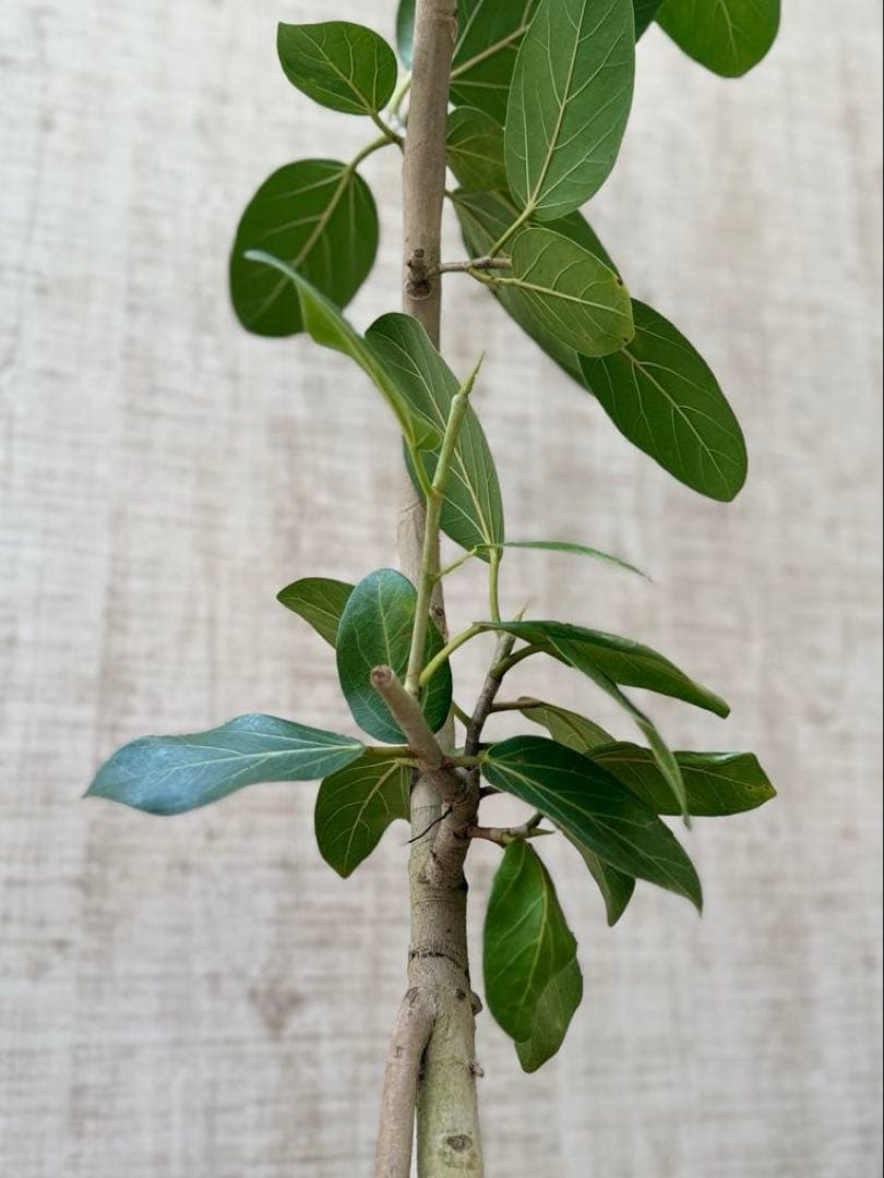 ☆ フィカス ベンガレンシス♪ 153cm スリムな曲がりフォルム♪