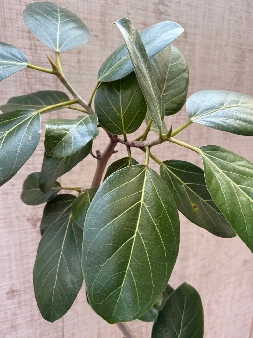 ☆ フィカス ベンガレンシス♪ 153cm スリムな曲がりフォルム♪