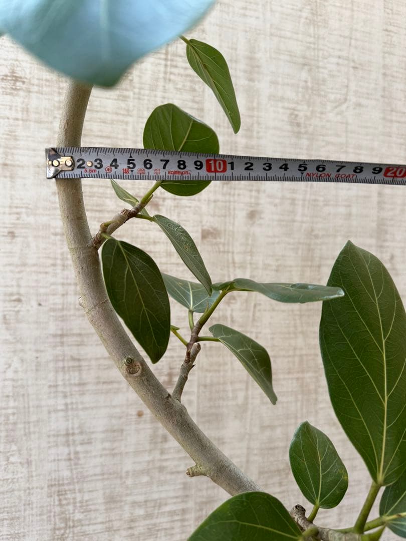 ☆ フィカス ベンガレンシス♪ 153cm スリムな曲がりフォルム♪