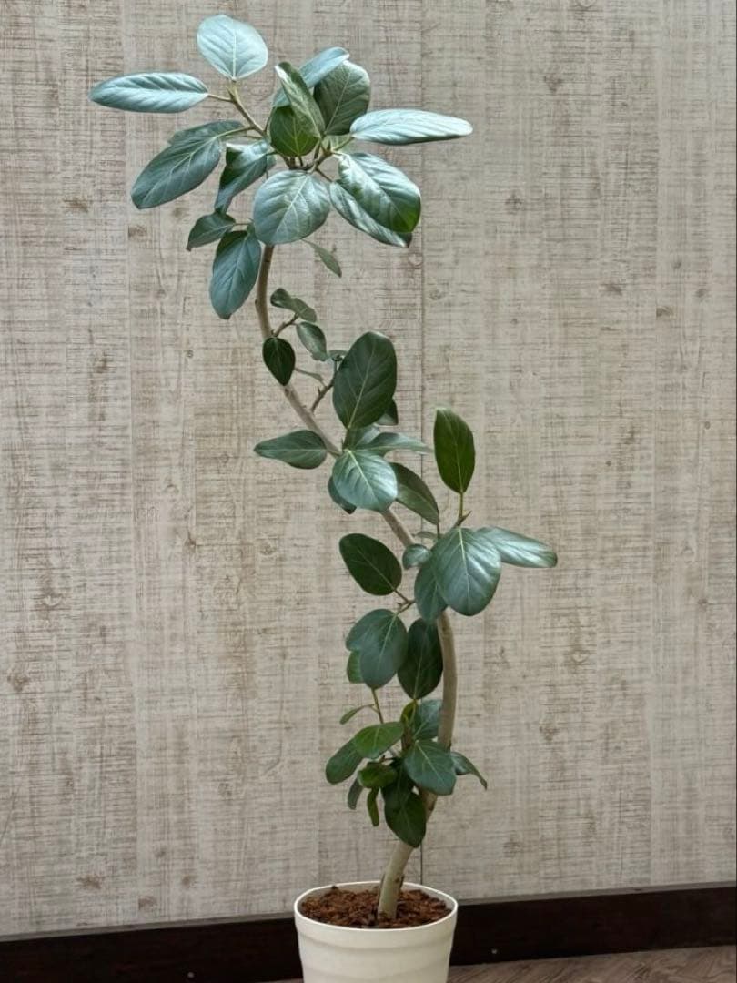 ☆ フィカス ベンガレンシス♪ 153cm スリムな曲がりフォルム♪
