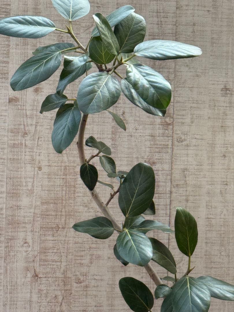 ☆ フィカス ベンガレンシス♪ 153cm スリムな曲がりフォルム♪