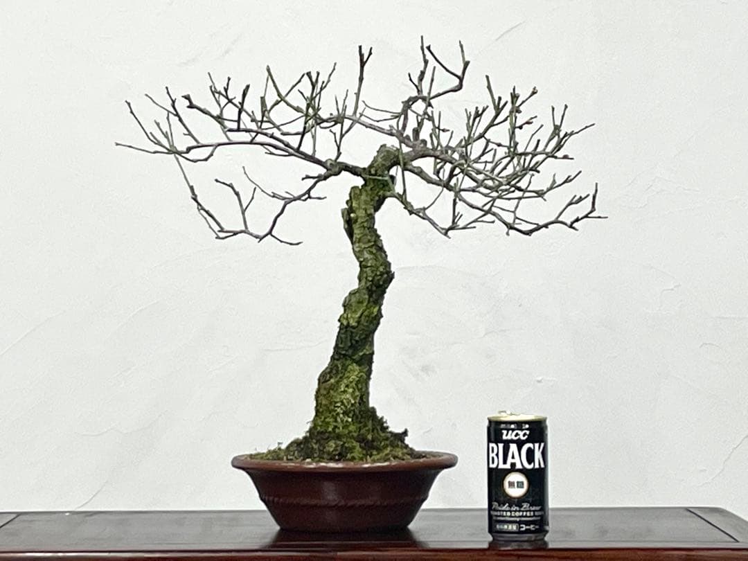 三河盆栽　野梅　盆栽　梅盆栽