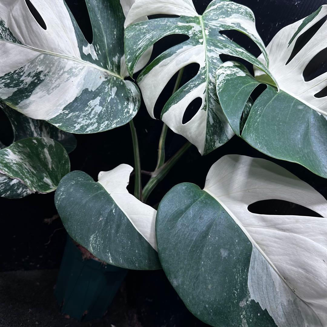 f*1様 斑入りモンステラ ホワイトタイガー極美大株50cm白斑多