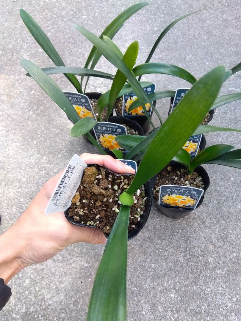 君子蘭　黄花　3号ポットつき　9株セット❗　あ