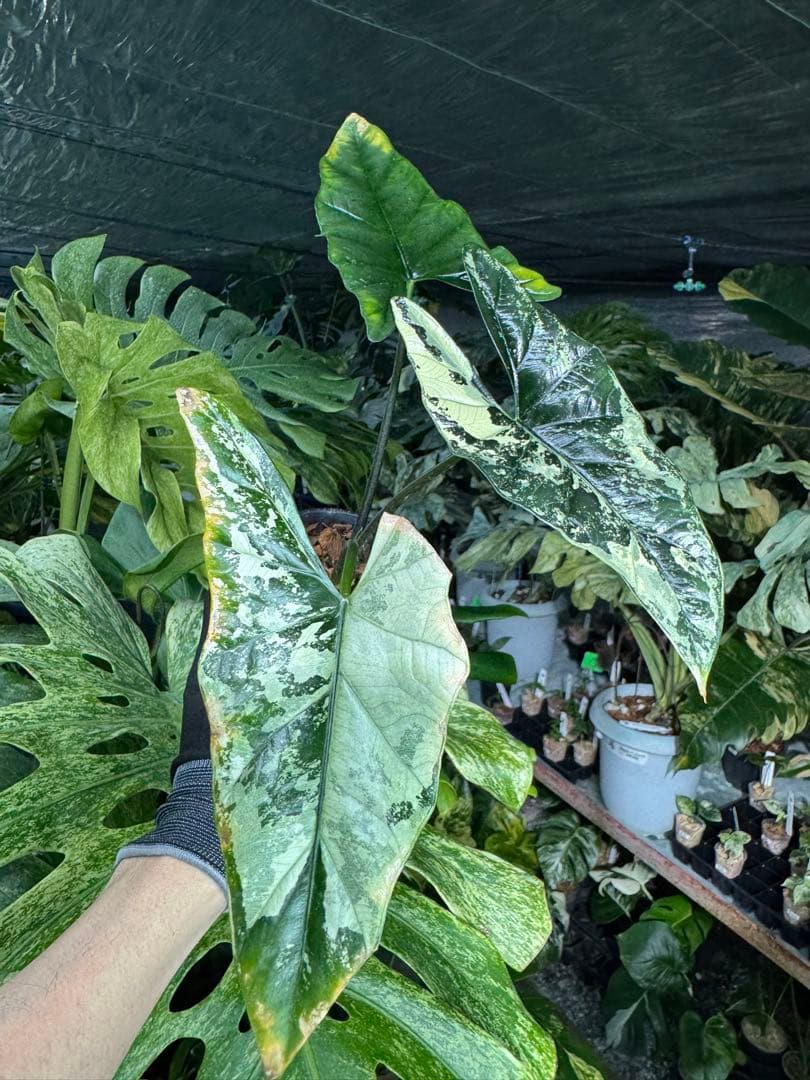 S39アロカシア　斑入り　美株　シンポ　送料込み