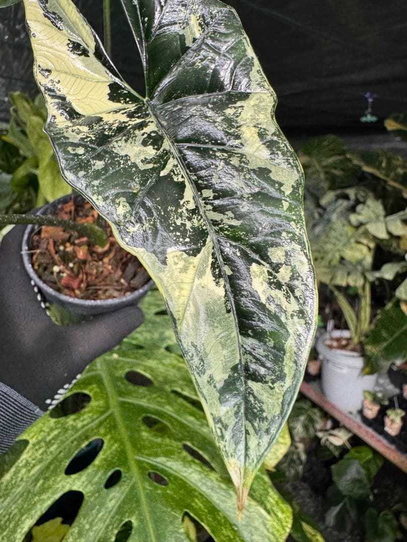 S39アロカシア　斑入り　美株　シンポ　送料込み