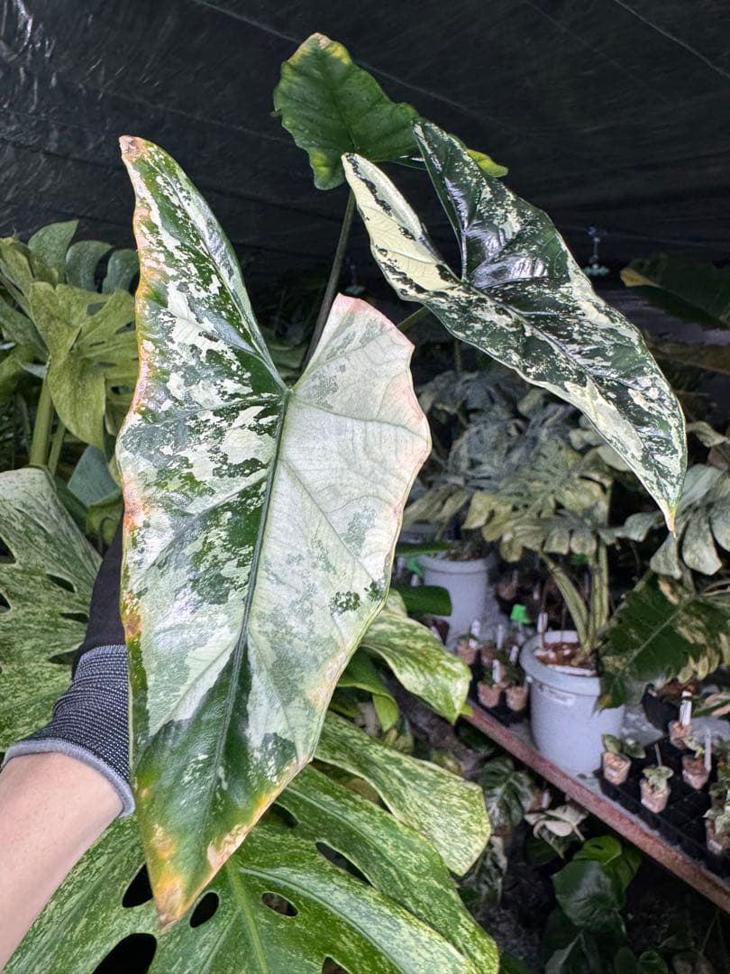 S39アロカシア　斑入り　美株　シンポ　送料込み