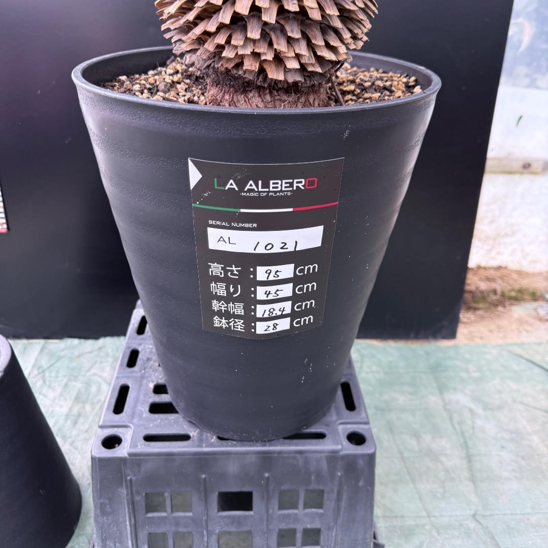 【AL1021】ユッカ　ロストラータ　在庫整理価格