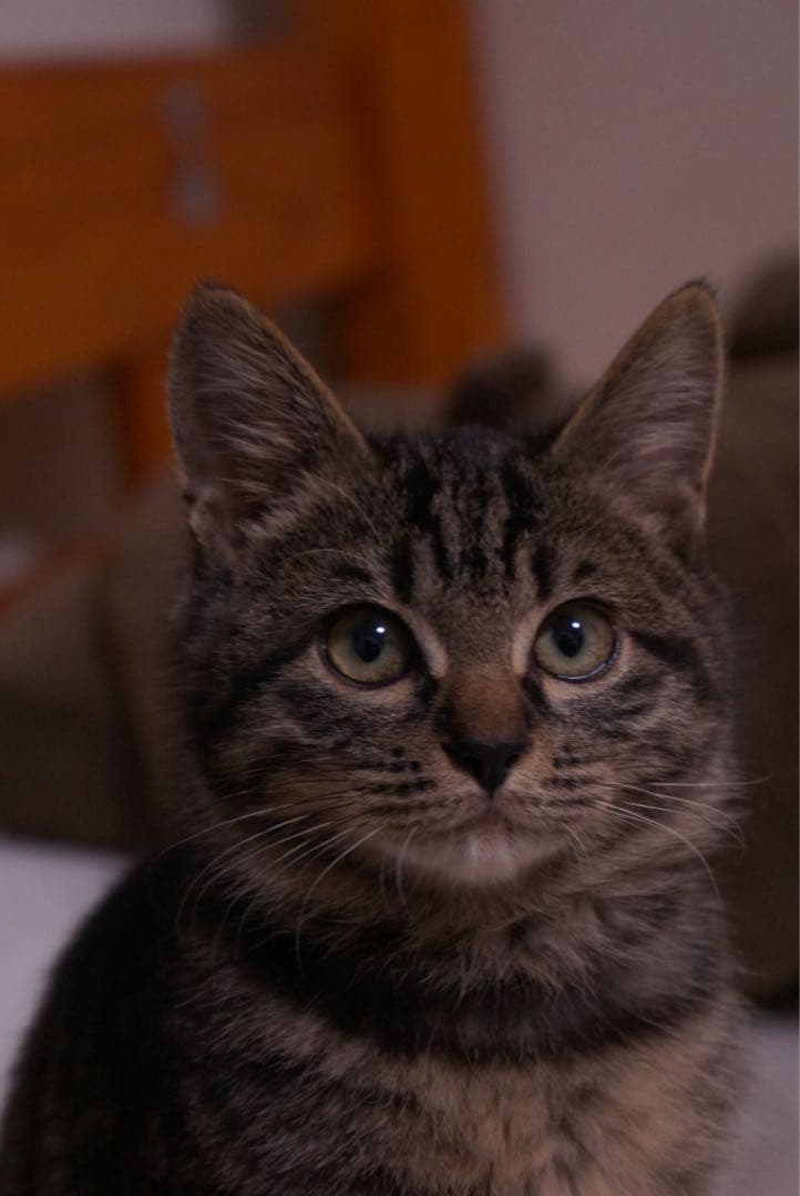 SONY Eマウント 単焦点レンズ SEL2870