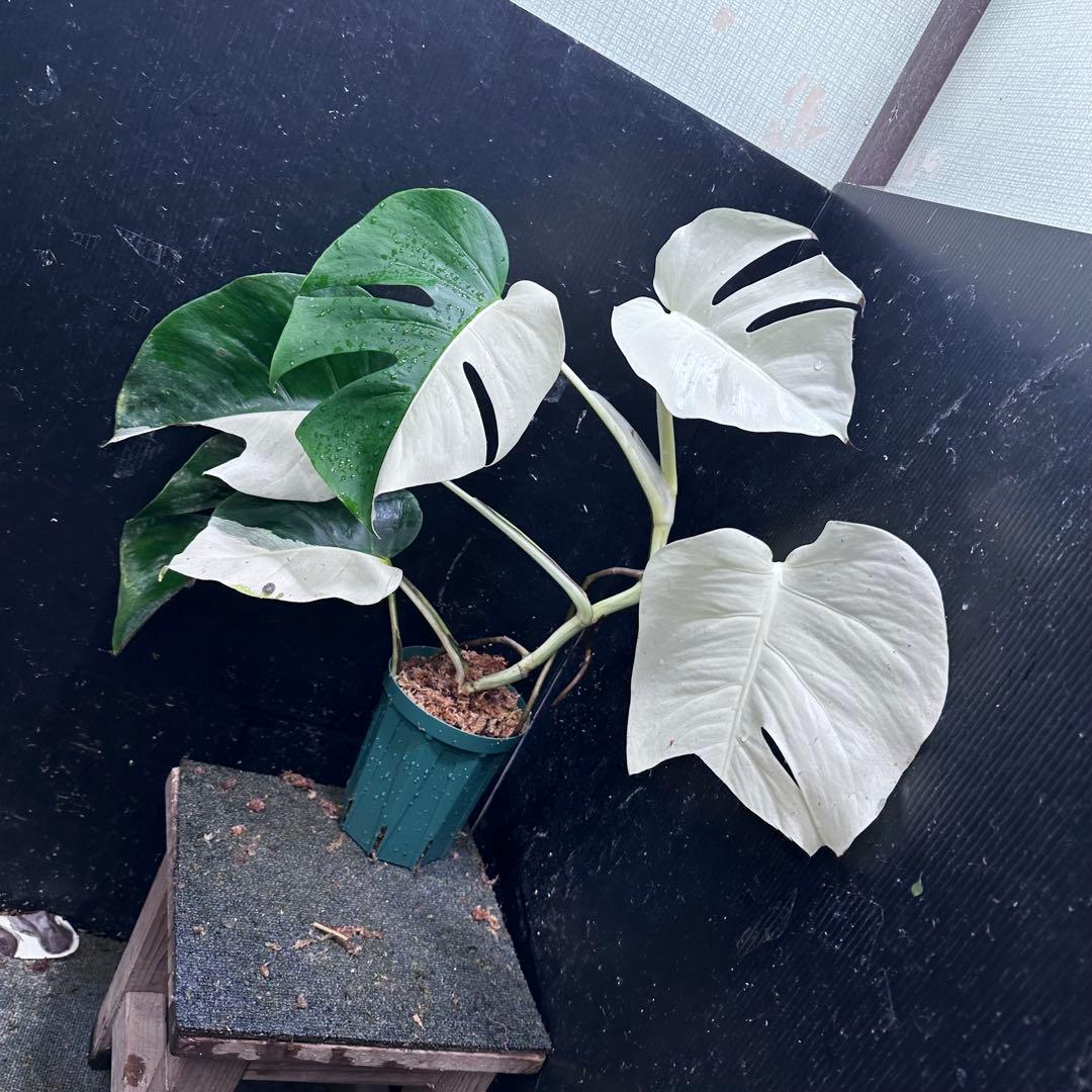 あ*さ様 モンステラ斑入りハーフムーンホワイトタイガー極美斑入り　　 57cm