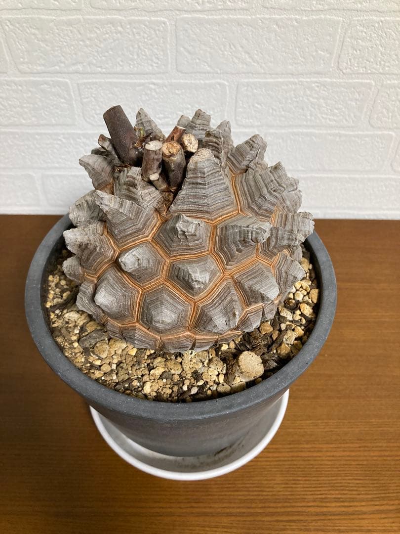 リ*ー様 【極上品】長谷川園芸　亀甲竜1-1