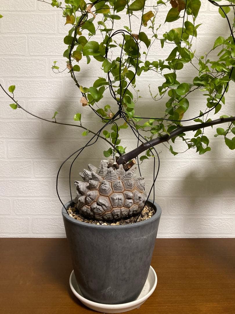 リ*ー様 【極上品】長谷川園芸　亀甲竜1-1