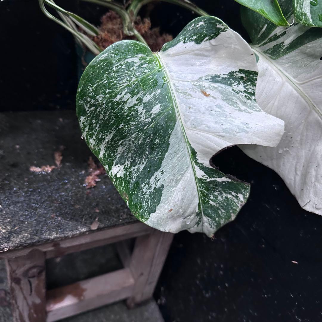 シ*ー様 斑入りモンステラ ホワイトタイガー極美大株52cm白斑多