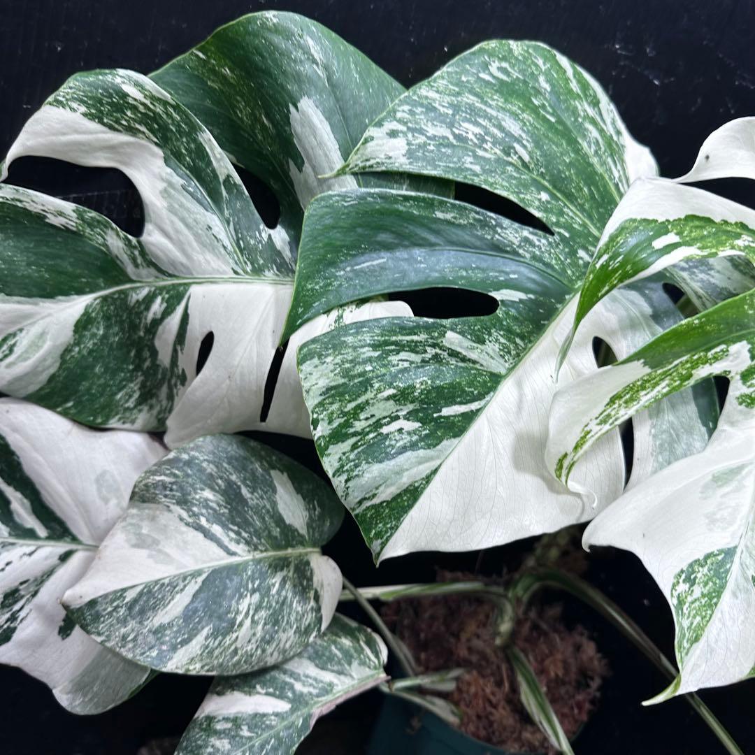 シ*ー様 斑入りモンステラ ホワイトタイガー極美大株52cm白斑多