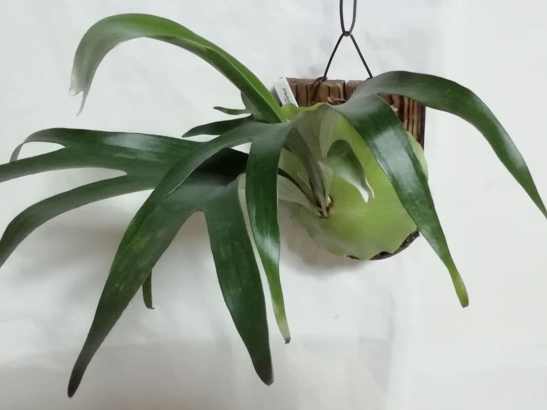 ビカクシダ　希少なビフルカッム　育てやすい大株サイズ