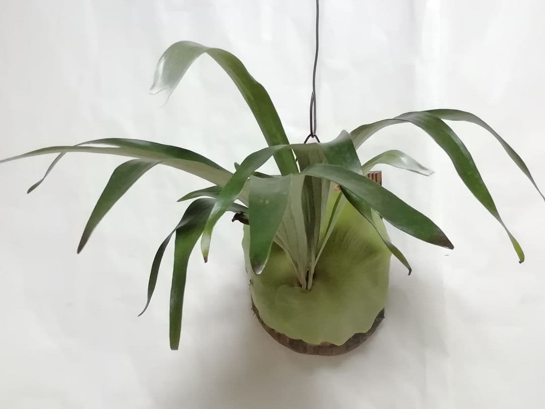 ビカクシダ　希少なビフルカッム　育てやすい大株サイズ