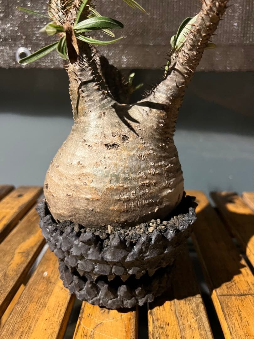 パキポディウムグラキリス【発根済】鉢付き