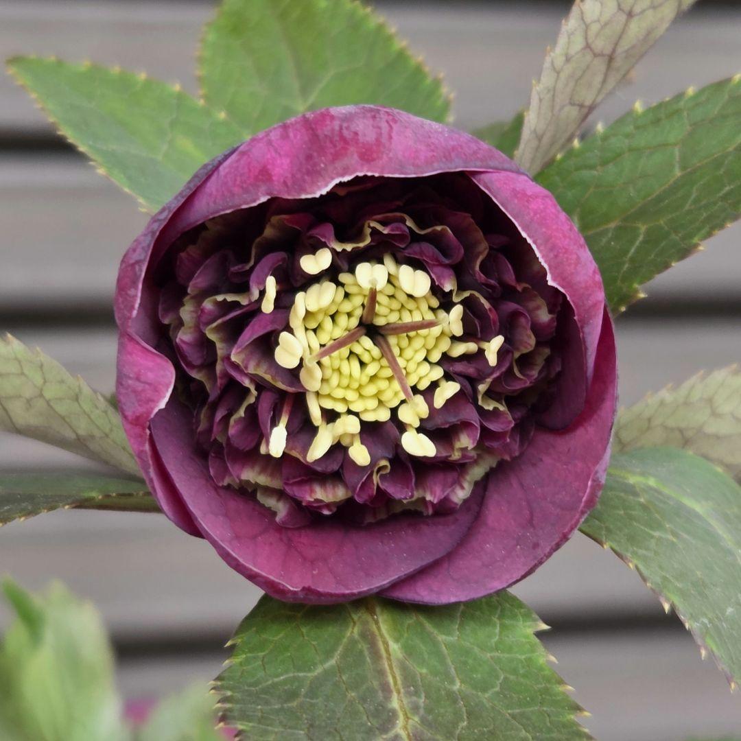 まい様お取り置き専用　 加藤農園 認定【アンティークモーリー】sd