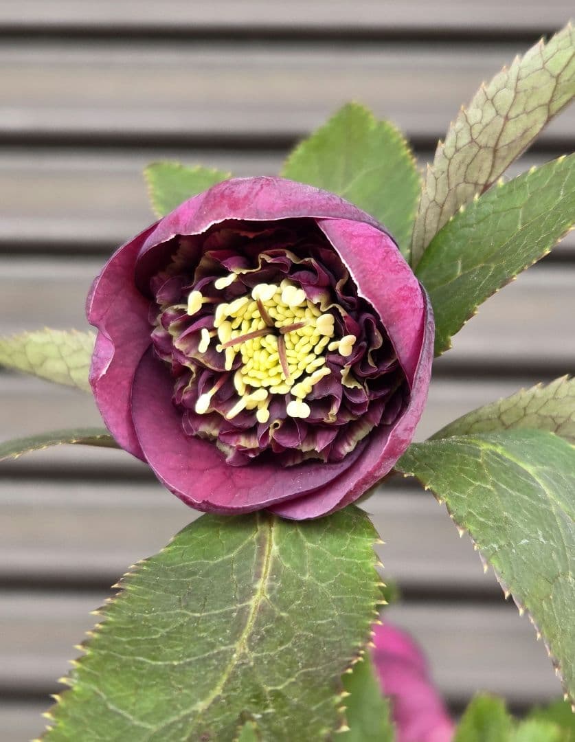 まい様お取り置き専用　 加藤農園 認定【アンティークモーリー】sd