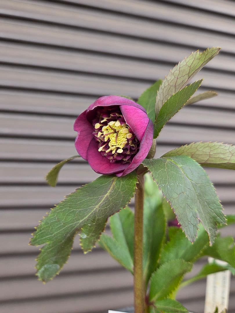 まい様お取り置き専用　 加藤農園 認定【アンティークモーリー】sd