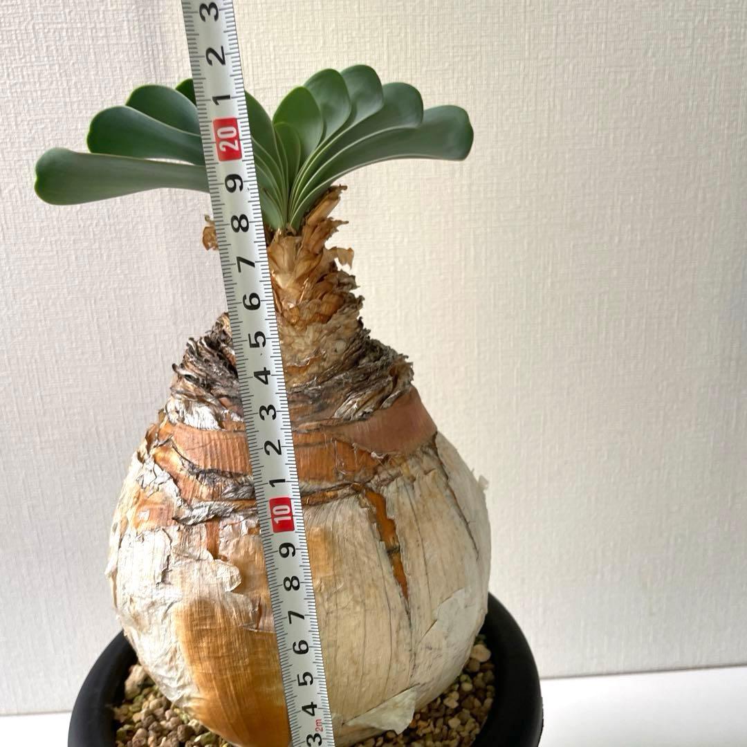 美形　まんまる　ブーファン　ハエマンソイデス　現地球　発根済