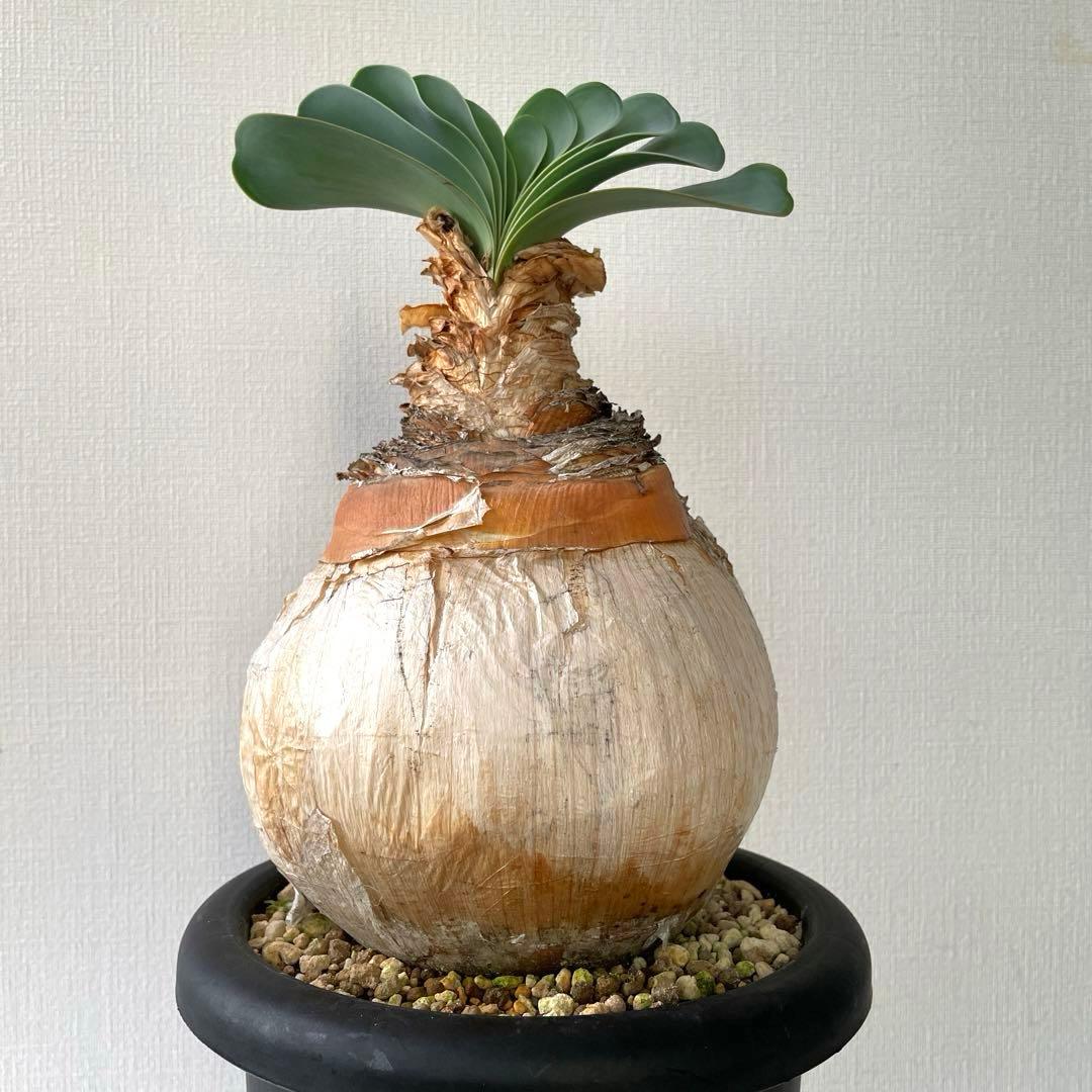 美形　まんまる　ブーファン　ハエマンソイデス　現地球　発根済