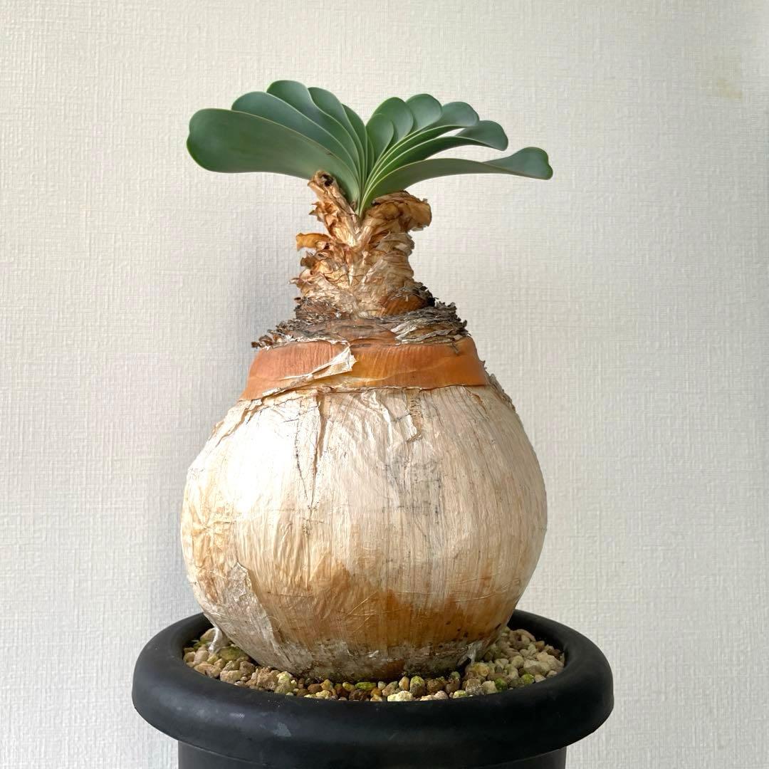 美形　まんまる　ブーファン　ハエマンソイデス　現地球　発根済