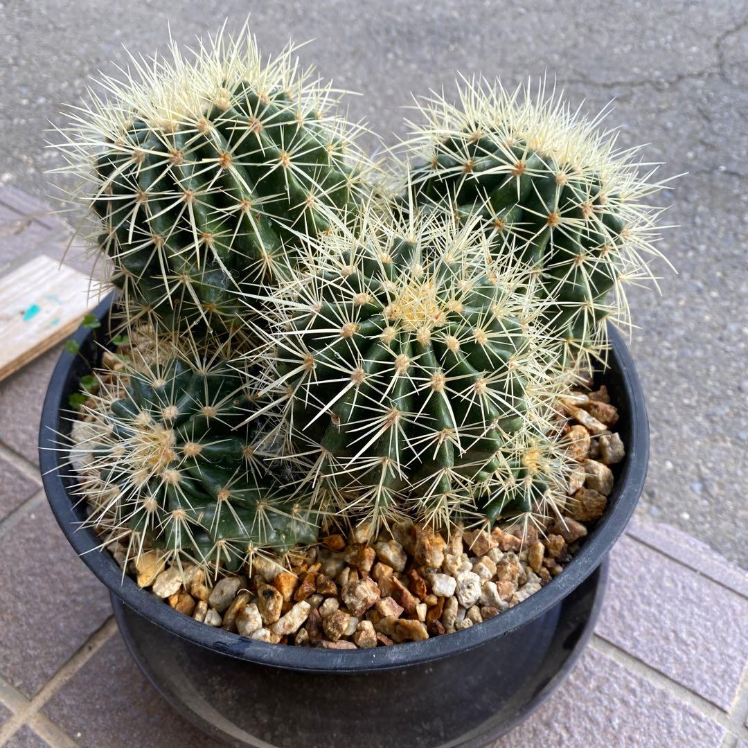 サボテン 約20cm 金鯱　キンシャチ　エキノカクタス　ドライガーデン