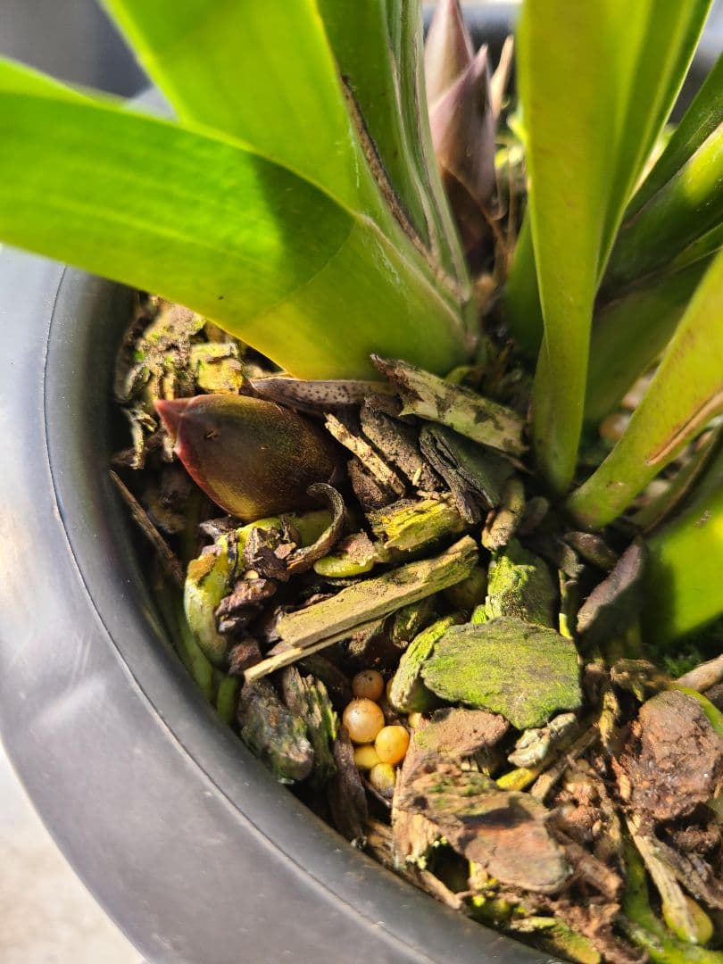 ゆ*ず様 フォアゴットンフルーツ。花芽合計19個。5鉢セット。蜜蜂誘引蘭。シンビ