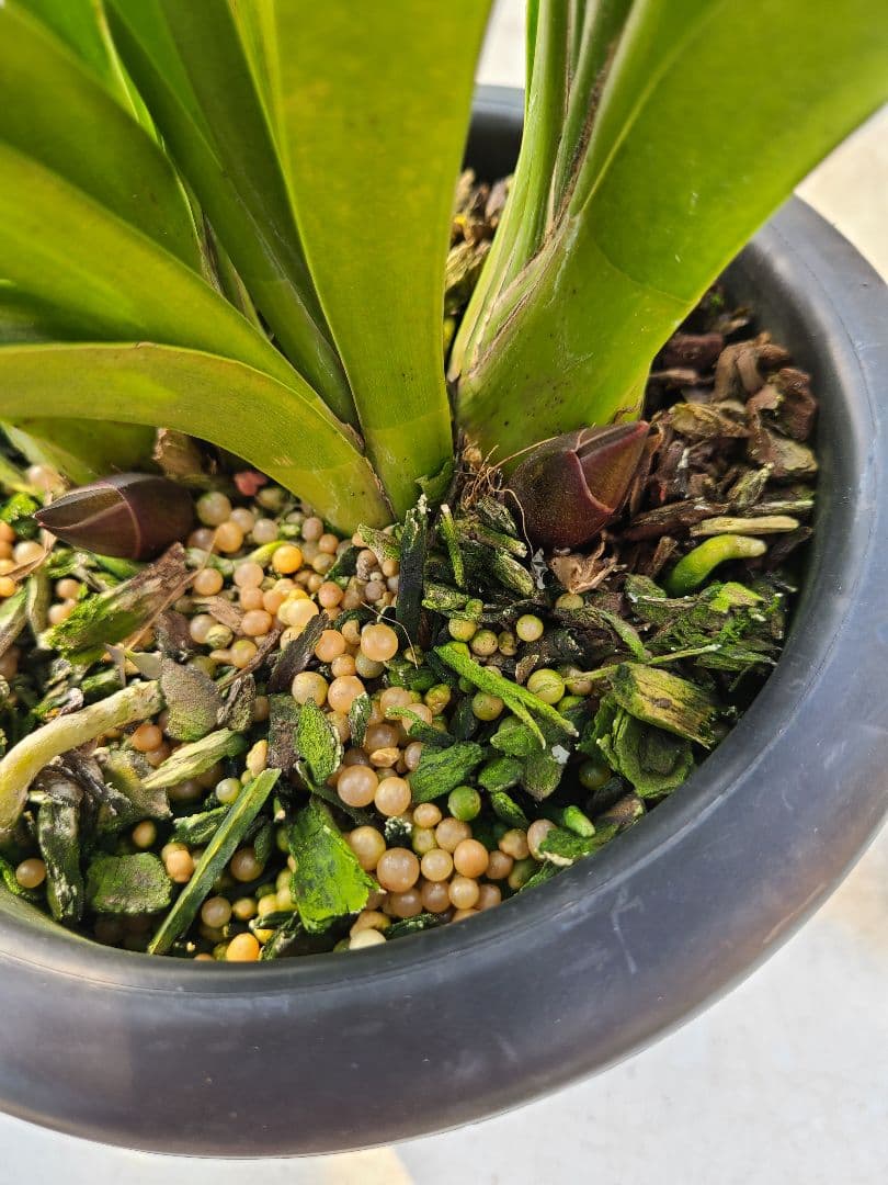 ゆ*ず様 フォアゴットンフルーツ。花芽合計19個。5鉢セット。蜜蜂誘引蘭。シンビ