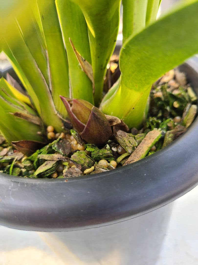 ゆ*ず様 フォアゴットンフルーツ。花芽合計19個。5鉢セット。蜜蜂誘引蘭。シンビ