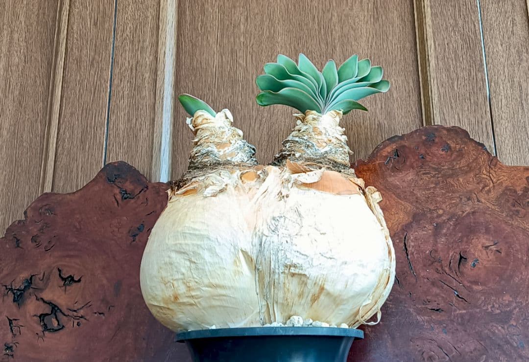 2頭　ブーファン　ハエマンソイデス　ハエマントイデス