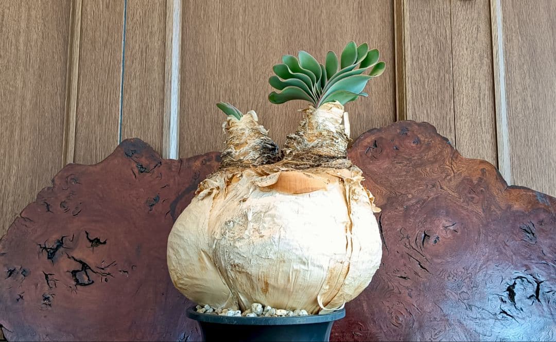 2頭　ブーファン　ハエマンソイデス　ハエマントイデス