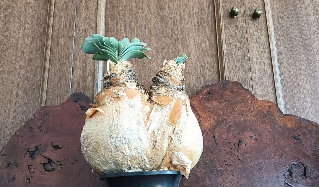 2頭　ブーファン　ハエマンソイデス　ハエマントイデス