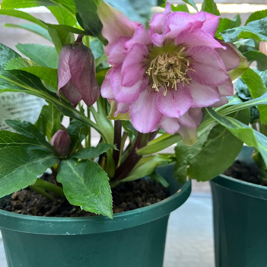 クリスマスローズ　八重咲き　ダブル　エレン　5号　3鉢セット　蕾多数　現物　Ｈ