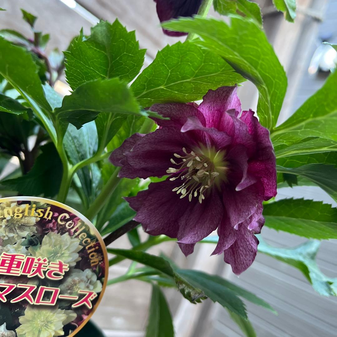 クリスマスローズ　八重咲き　ダブル　エレン　5号　3鉢セット　蕾多数　現物　Ｈ