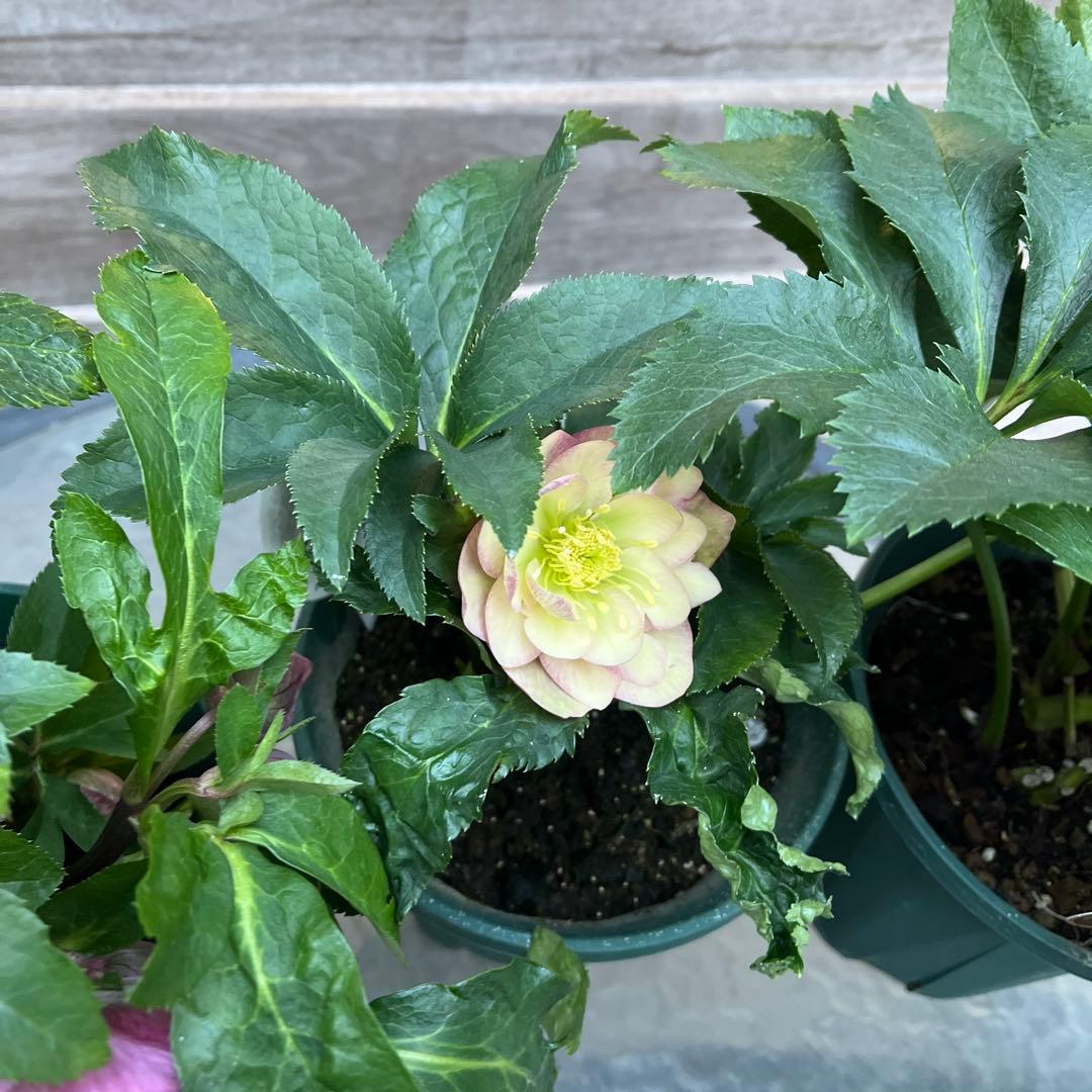 クリスマスローズ　八重咲き　ダブル　エレン　5号　3鉢セット　蕾多数　現物　Ｈ