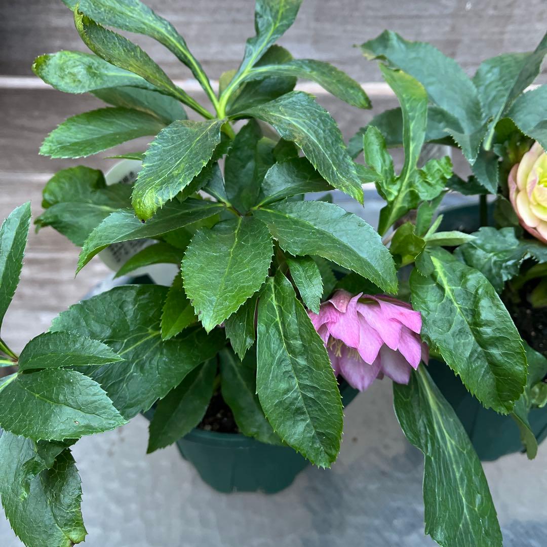 クリスマスローズ　八重咲き　ダブル　エレン　5号　3鉢セット　蕾多数　現物　Ｈ