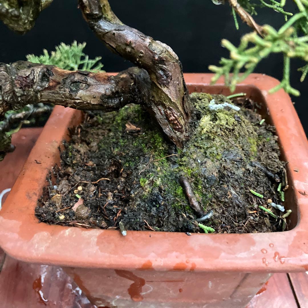 紀州真柏 盆栽