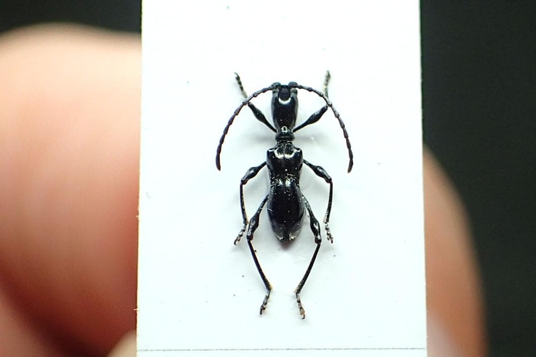 アリにそっくりな超小型のカミキリ！