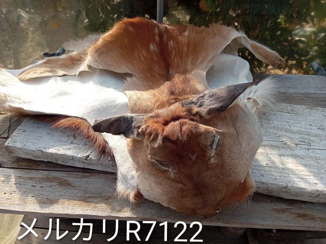 天然　日本鹿　夏毛ラグ