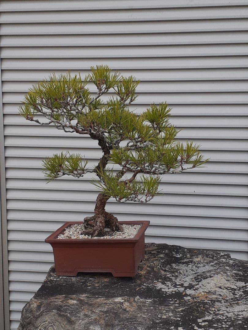 特価黒松　芥屋産