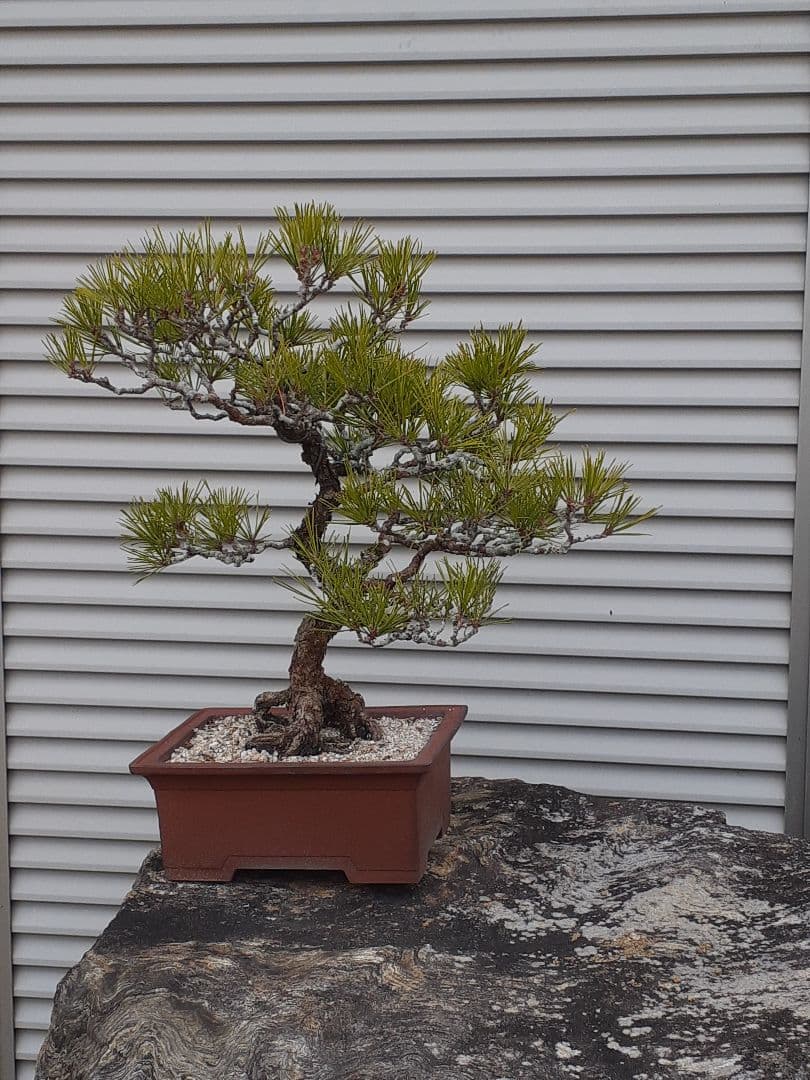 特価黒松　芥屋産