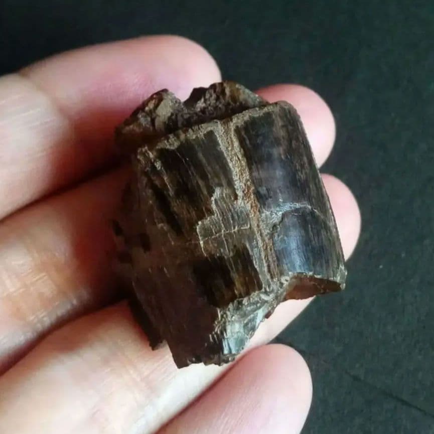 恐竜　歯化石　北米大陸獣脚類　ティラノサウルス　T-REX　Montana