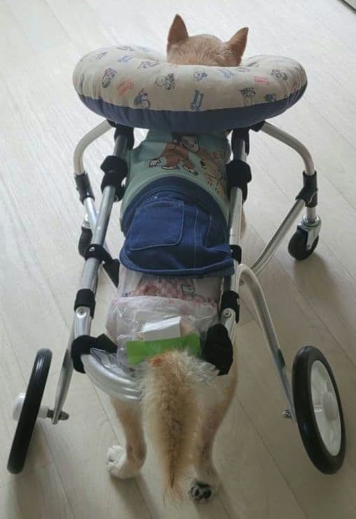 犬用車椅子(ポチの車イス)４輪 介護