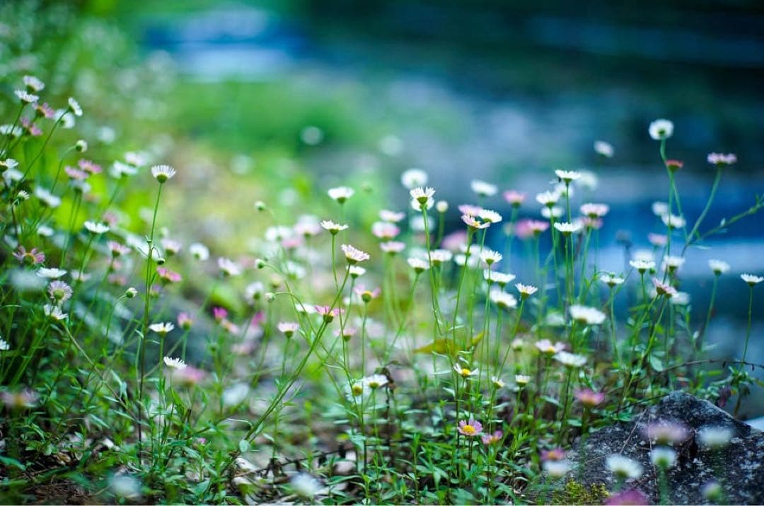 Leica Summicron 50mm f2 3rd 独製＋αEアダプタ