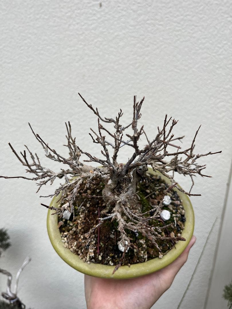 楓盆栽　手のひらサイズカエデ