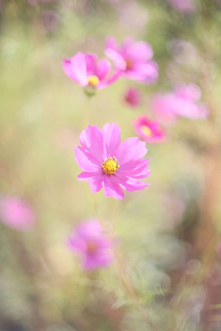 Super-Takumar 50mm F1.4 前期型 〈8枚玉〉【良品】